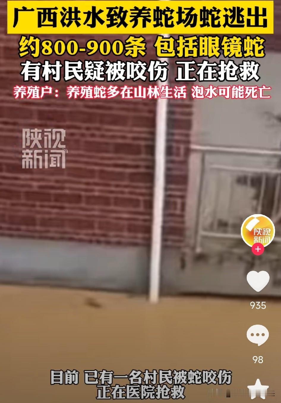 太惊险了！广西，台风暴雨冲垮蛇场，近900条养殖蛇随洪水涌入村庄，村民屋顶避险被