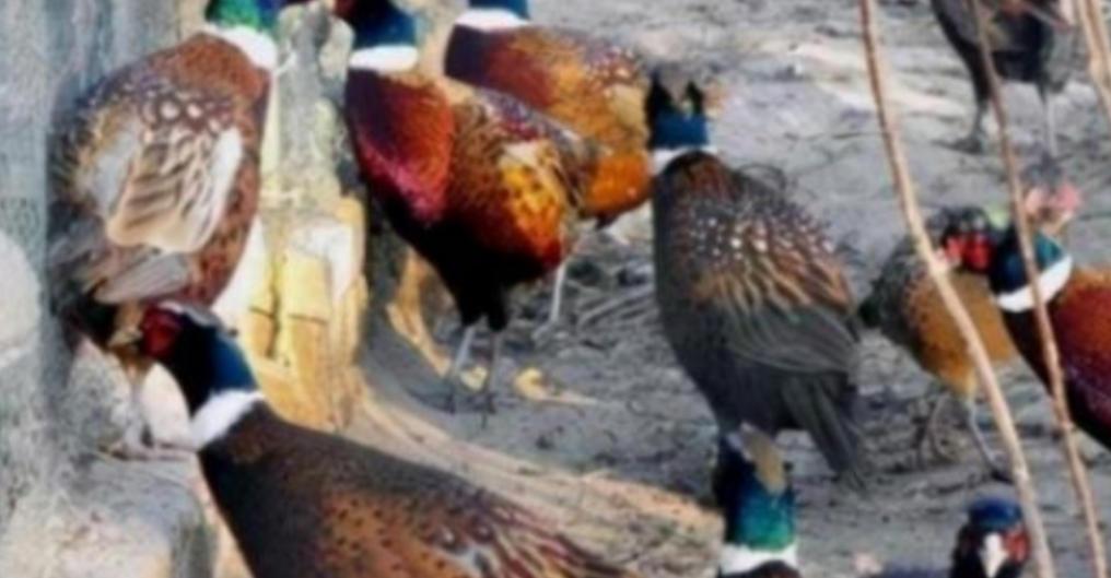 东北野鸡泛滥成灾，为何很少有人吃？当地农民直言：“别说吃了，我们甚至都不敢招惹它
