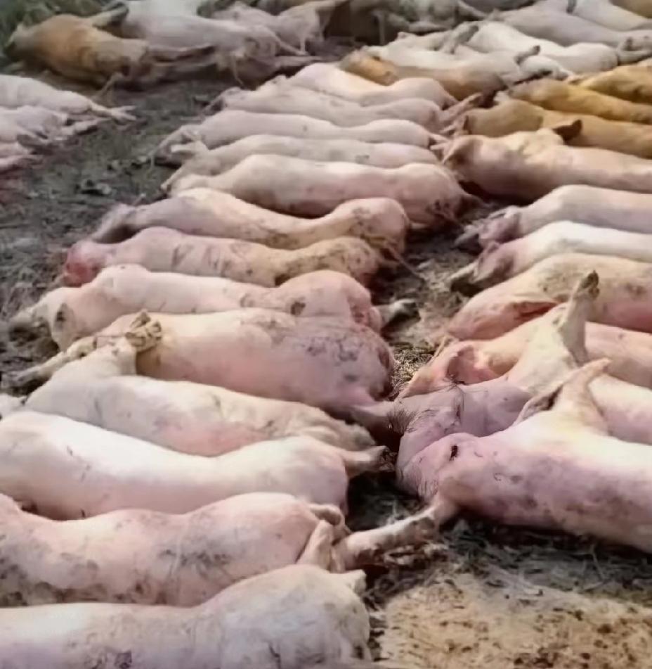 刷到广东罗定肉联厂门口堆死猪的视频，真的看得人胃里发紧！几十头死猪露天