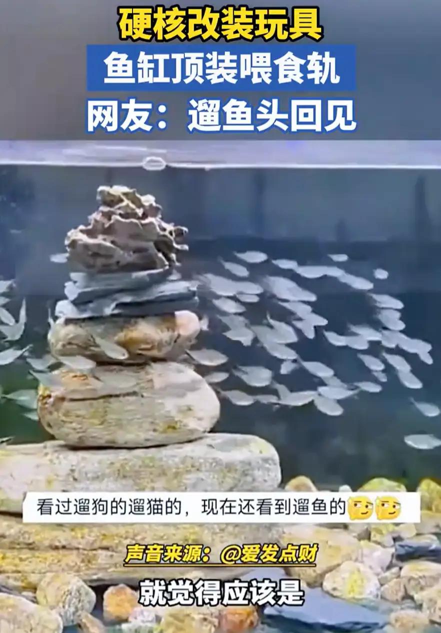 山东潍坊，男子在家里养鱼icon时发现，鱼群特别的慵懒，而且喂食也不均匀，于是突