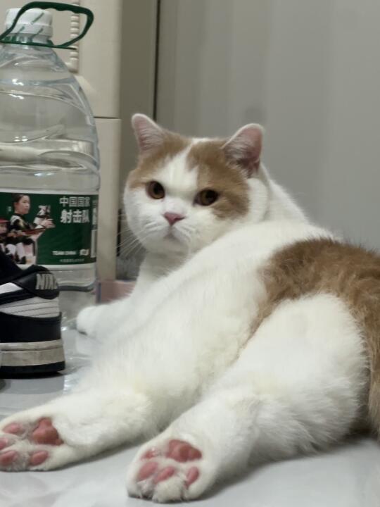 大辟谷小茂秘！给我咬一口腿腿!