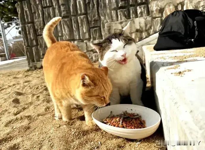 一个知足常乐的小猫咪瞧，就这几根小鱼干，看把猫咪给高兴的😄