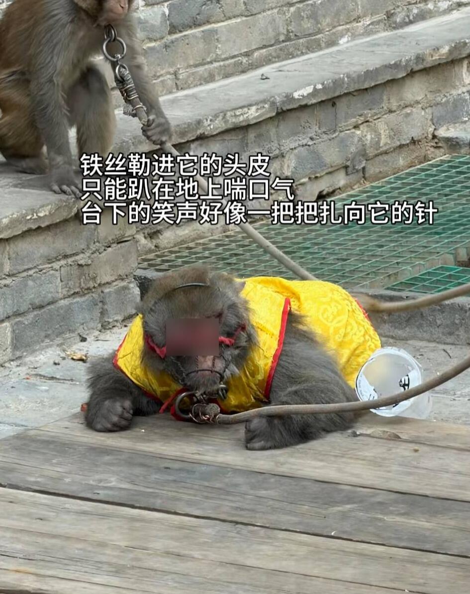 2月24号，网上有个视频火了，说的是河北石家庄龙泉古镇-戏剧幻城里头的动物表演，