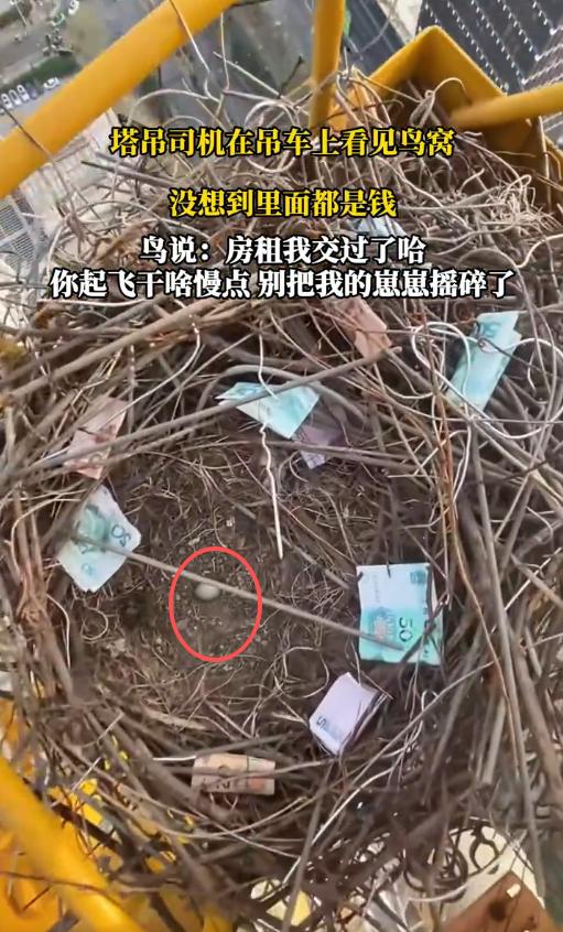 “解释不清了！”陕西西安，一塔吊司机发现自己长时间没用的塔吊上发现了一鸟窝，更神