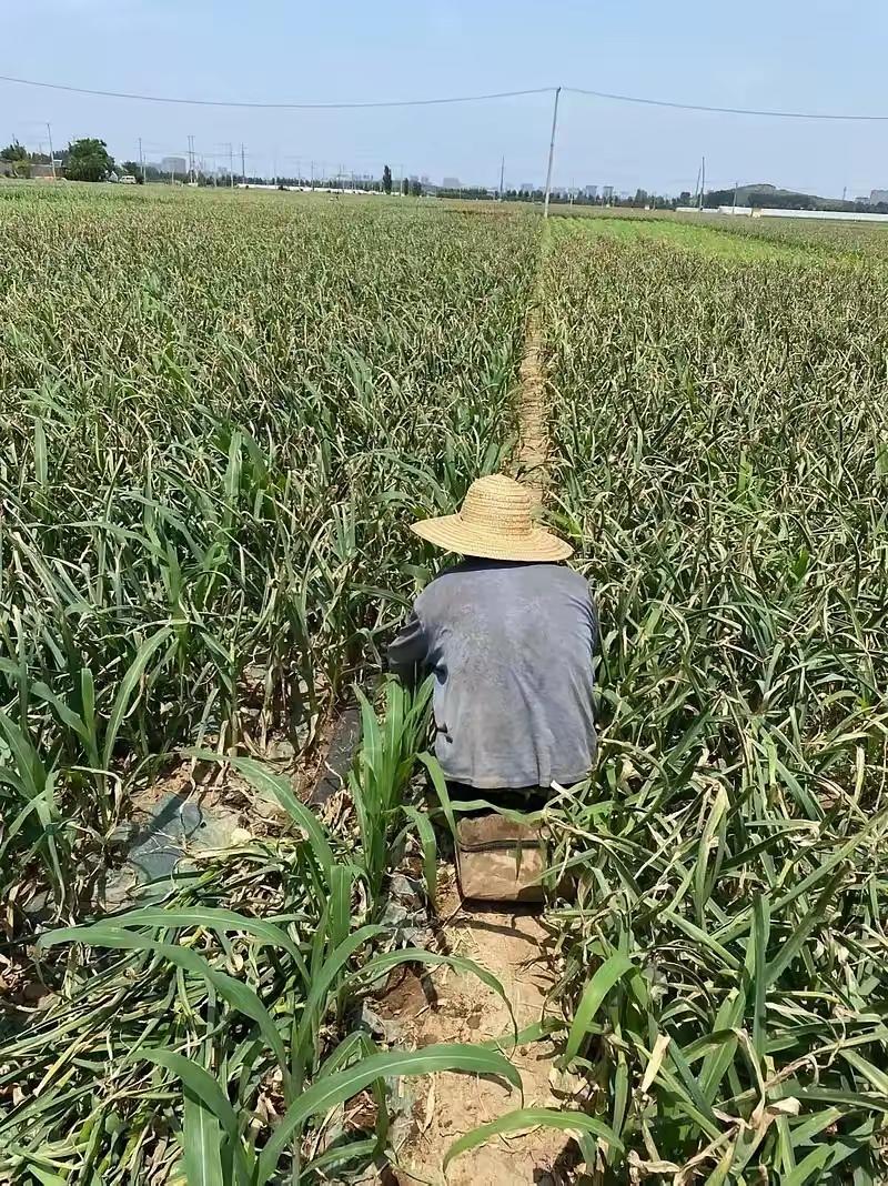 中国粮食价格为什么这么低？说白了是国家在帮老百姓“保命”，要是粮食价格像国际市场