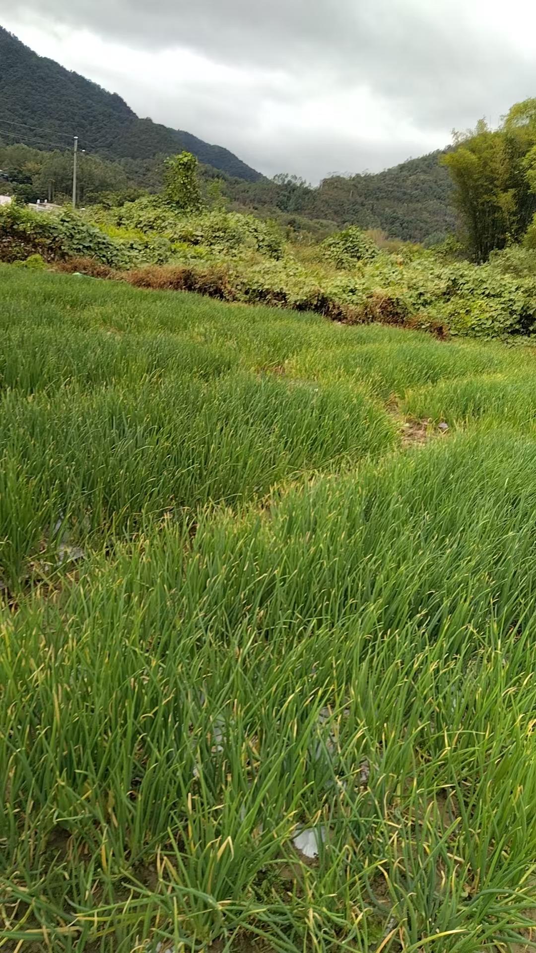 我们老家翁源下陂村红葱头是非常出名！家家户户都种，老一辈很多靠种红葱头为业，经济