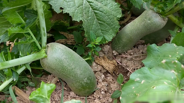 萝卜种植要想脆甜不辣, 一定要做好这三点