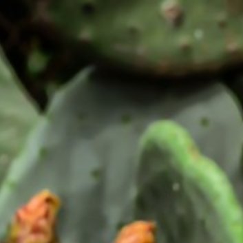 种植🌵仙人掌嫁接方法1.选择合适的时间：仙人掌的嫁接最好在其生长期进行，这样