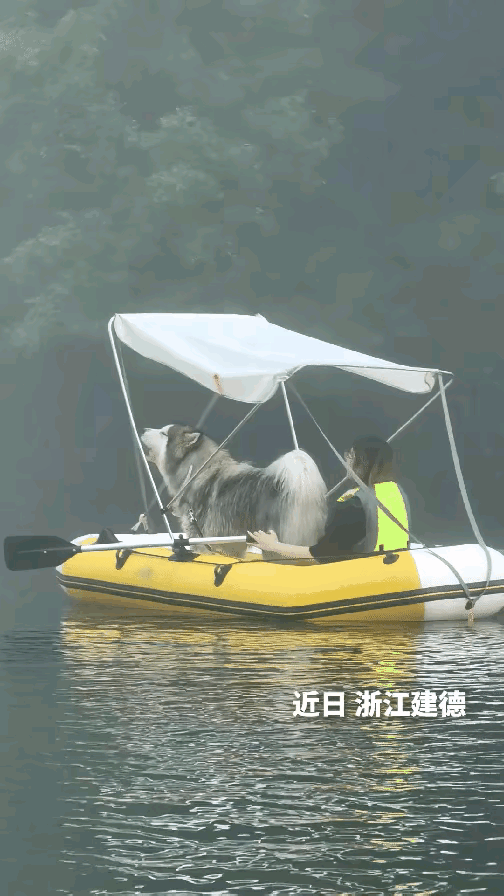 没想到，这只狗狗上人民日报了！浙江建德，一女子带自家的狗狗去划桨板，迎面就遇到有