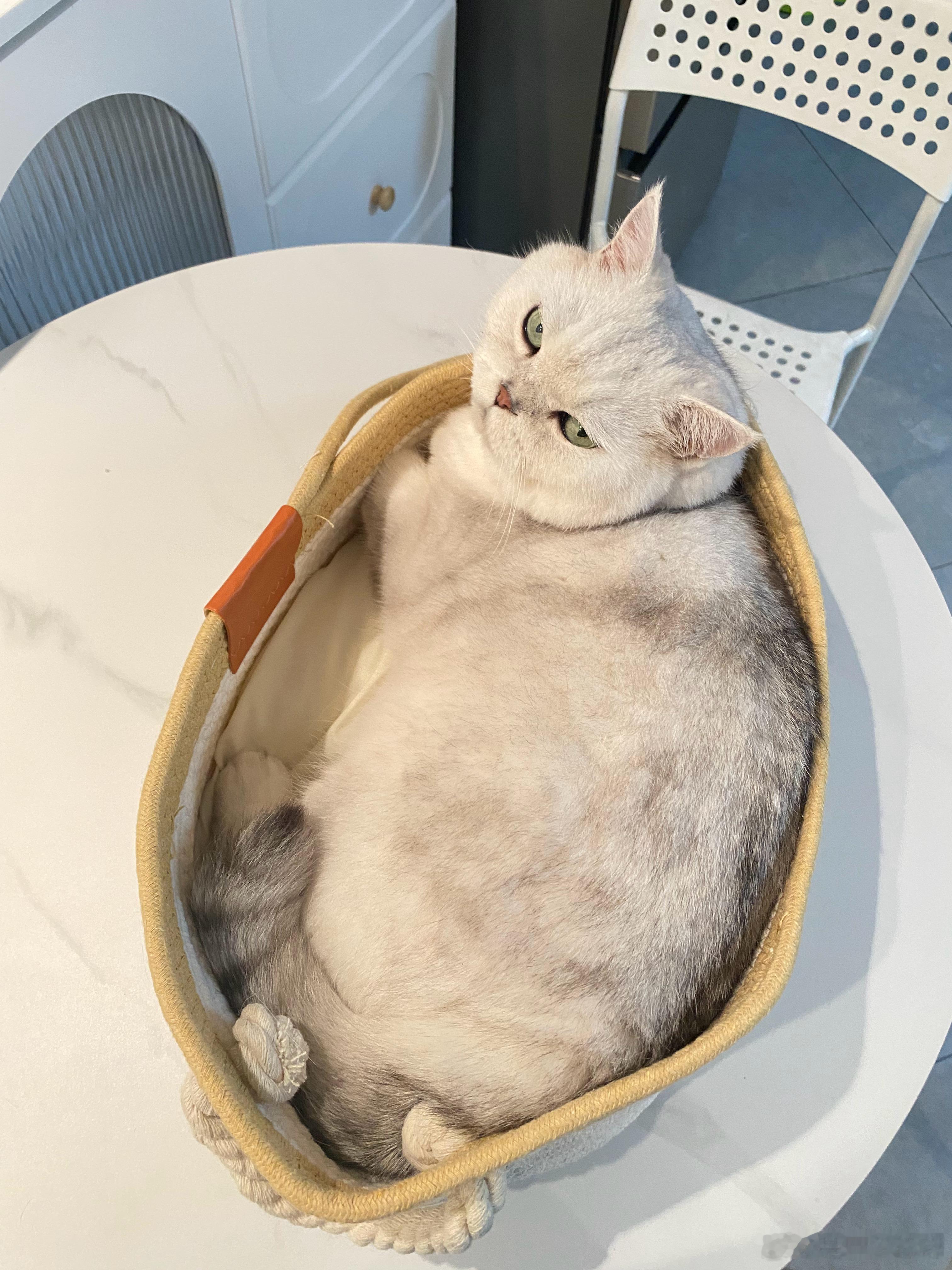 “一开始买小了😂，又换了个大的”猫咪一个亿​​​
