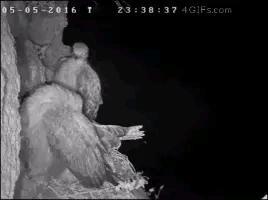 猫头鹰的天敌是白天的游隼，游隼的天敌是夜晚的猫头鹰[doge]白天的天空，是游