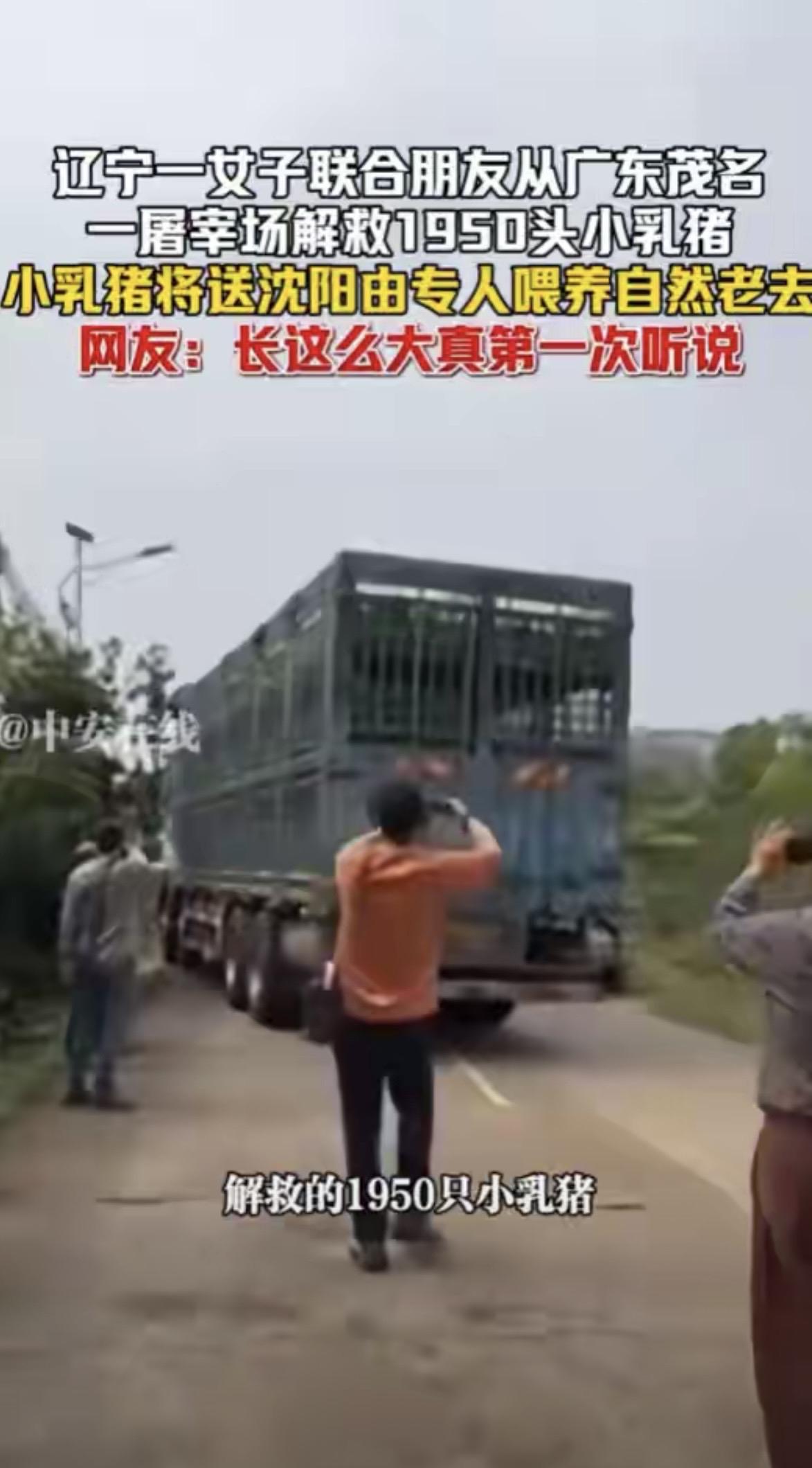 广东茂名，女子得知一家屠宰场里，有1950头刚满月的小乳猪，她心生怜悯，和几个朋