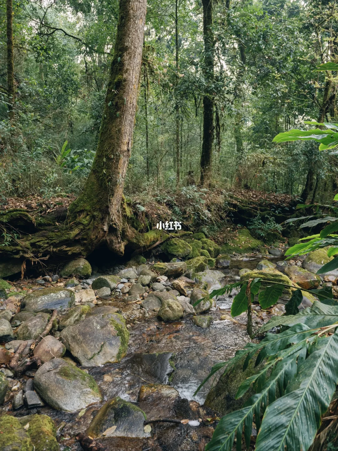 腾冲隐藏款🏔高黎贡山0元轻徒步路线攻略