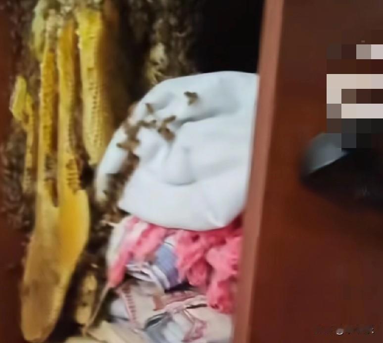 10月29日,安徽蚌埠一男子回家后,发现衣柜里长了一个大大的蜂巢,蜂巢里挂满了蜂