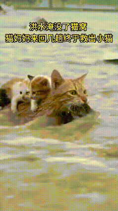 破防了！洪水淹家，猫妈妈冒死往返救崽的样子看哭了谁能想到，动物界的母爱也能