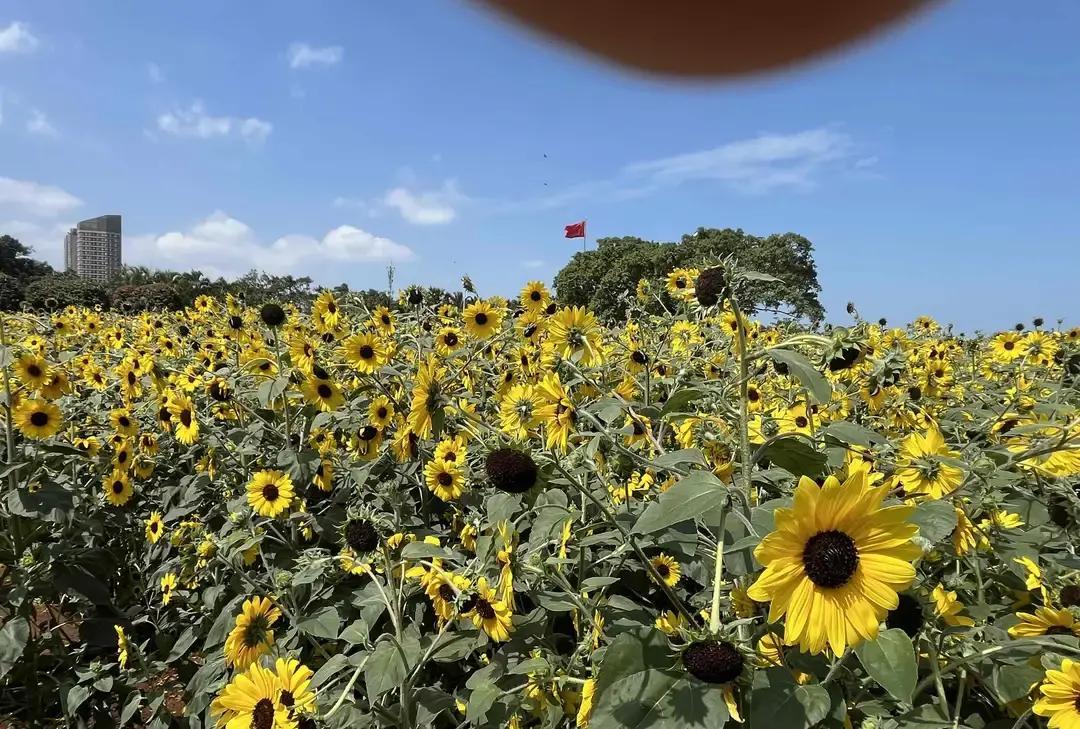 七个寒暑，我年年往那座北方村落赶，今年终于把行程掐断。婆婆在通话里咆哮，丈夫