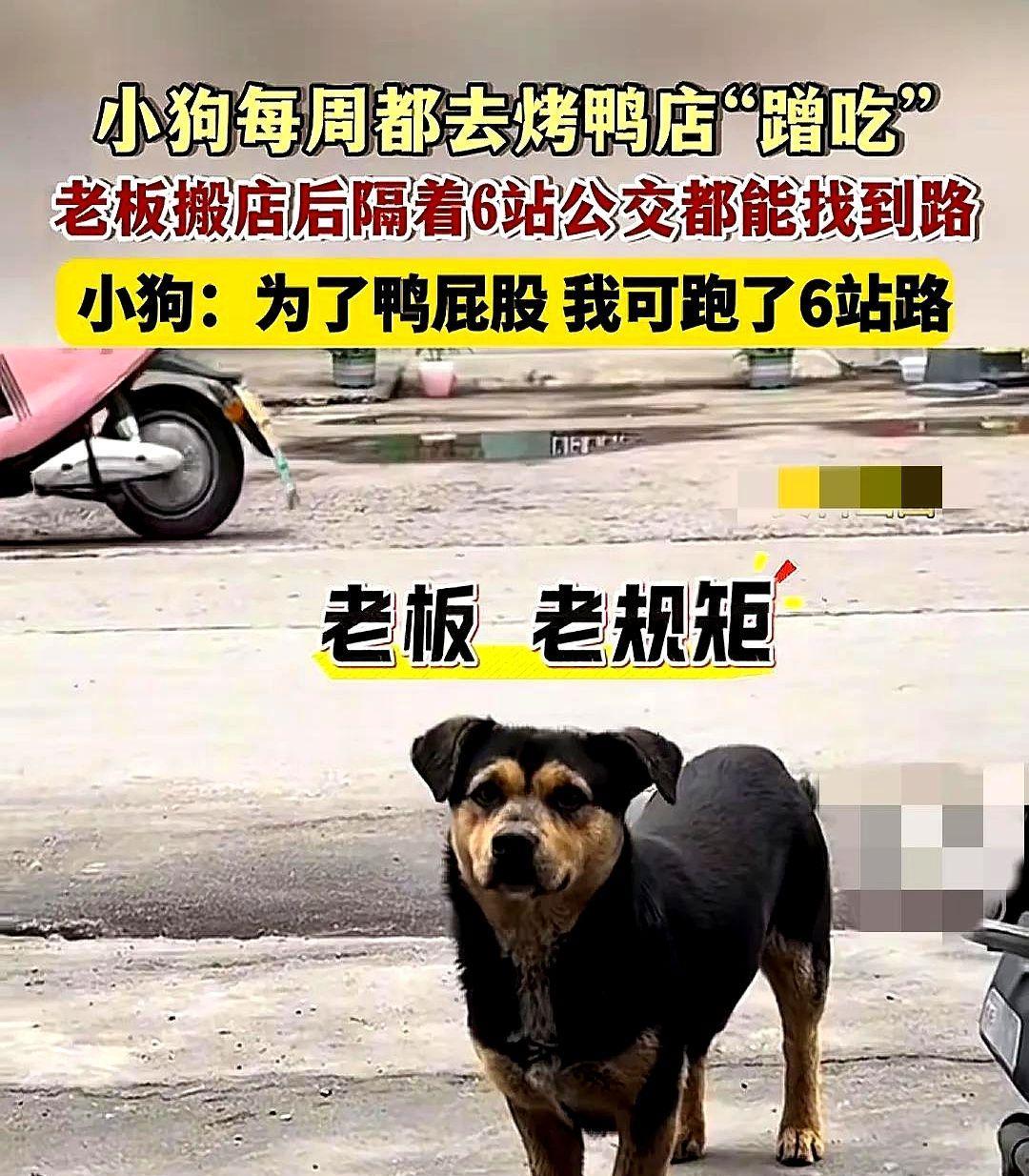 看哭了！常州，一只小狗每天去烤鸭店蹭鸭屁股吃，可没想到，老板因为生意不好，搬了