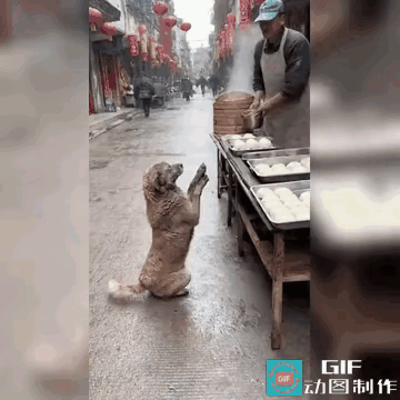 太过分了，一只可怜的流浪狗妈妈在路边生下四只小奶狗，可它自己却营养不良，非常虚弱