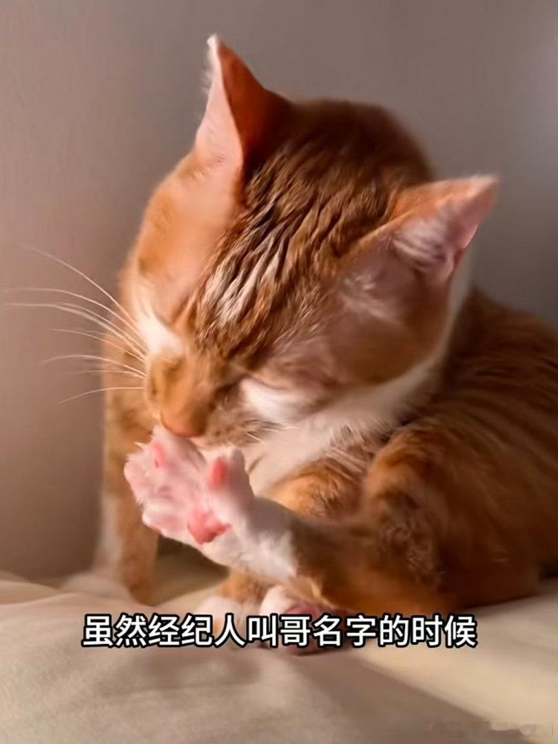 #支付宝辟谣狗腿付#科技进步终究是服务人的！机器狗搭配AI支付，可以跑腿代买结账。虽然现在还只是技术