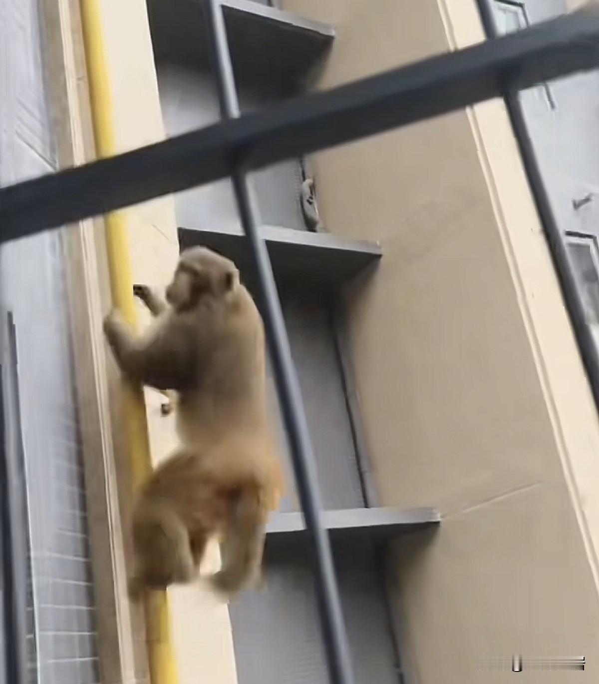 这几天,在广西南宁,有一只调皮的猴子,闯入小区。在高楼外墙上来回穿梭,牵动了该小