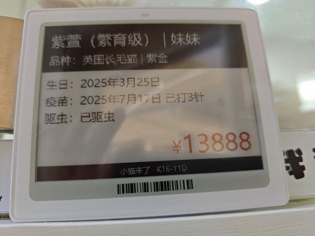 昨天晚上在杭州银泰百货城看到有一只猫咪超级可爱，不过卖价也可爱13888元。现在