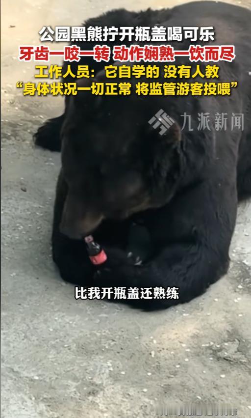“成精了？”5月13日报道，辽宁丹东，一公园内的黑熊火了。有游客拍到了它喝可乐的