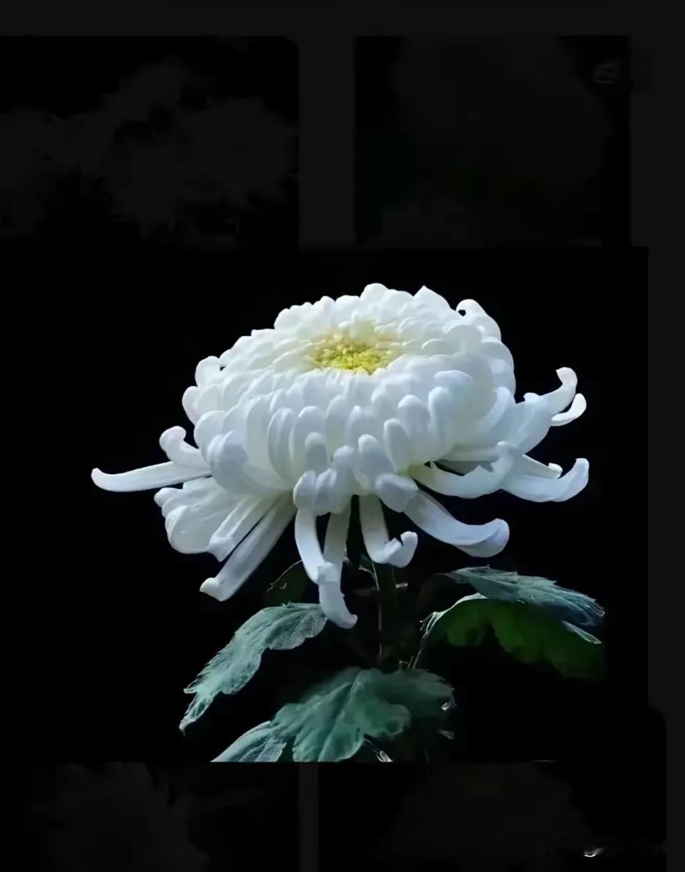 心酸了，同村的一位大叔患有抑郁症，结束了自己劳累的一生。大叔家两个男孩，和我