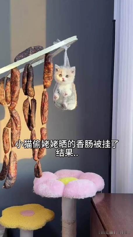 萌趣一幕来啦！一只调皮小猫偷偷溜进厨房，盯上了香肠架上的美味香肠，正埋头猛吃时被