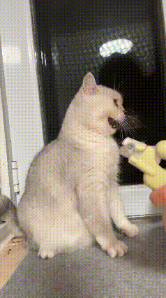 养猫的谁没被剪指甲难题拿捏过！这只小猫的反应简直太真实了。主人准备给猫咪修