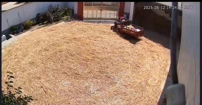 老人在院里压麦子犯下大错，后悔也没用了，这绝对是一堂活生生的教训课。老人开三轮车