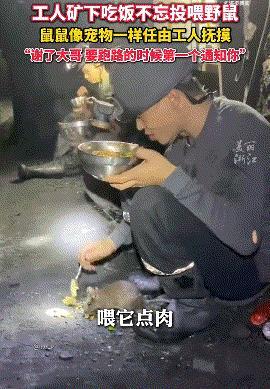 有个矿工在井下总给老鼠喂饭，大伙都说他迷信。老鼠慢慢不怕人了，还给他当伴儿。一次