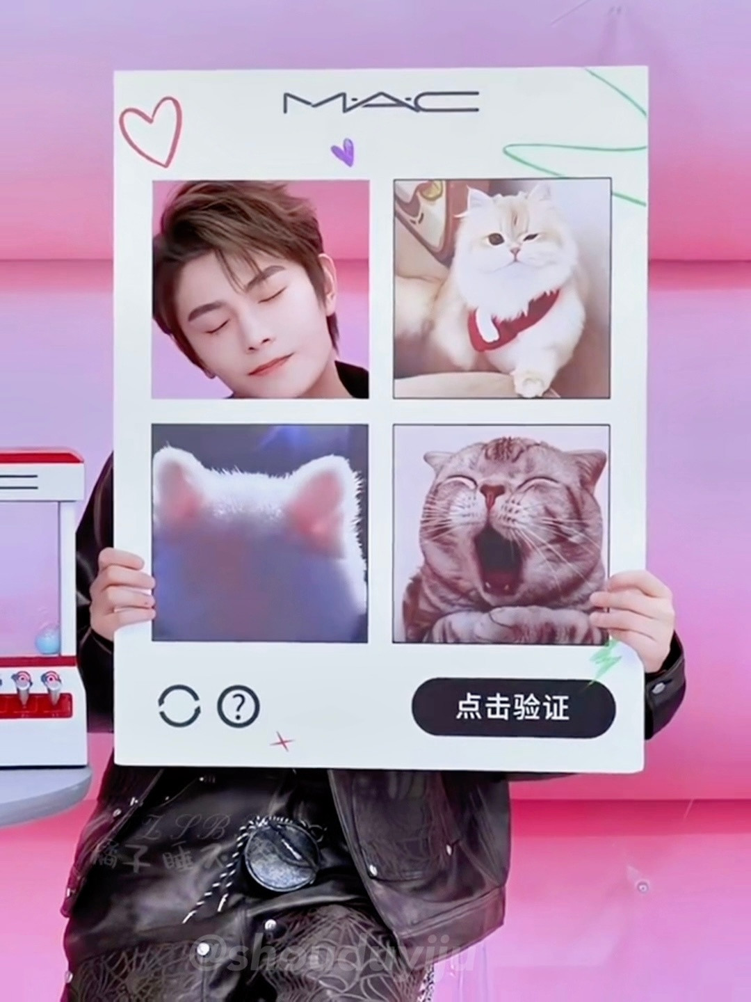 无奖竞猜这张图里面一共有几只小猫咪🤲丁禹兮直播​​​