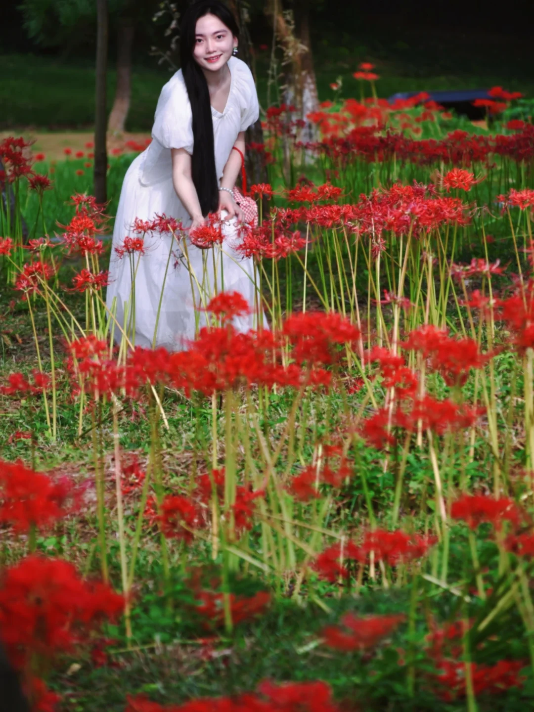 9.12实拍，南昌彼岸花开满山坡