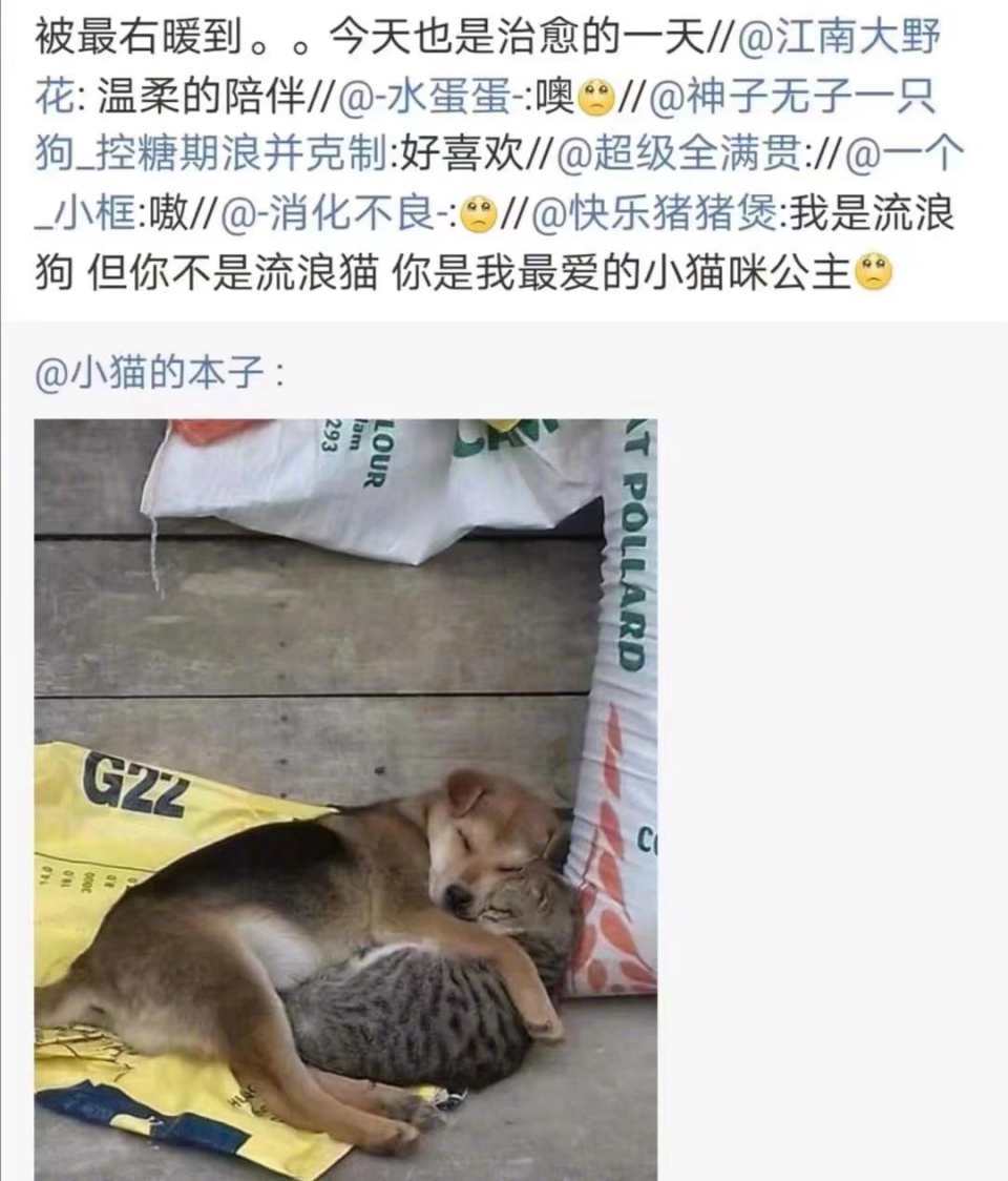 我是流浪狗，但你不是流浪猫，你是我的小猫咪公主，被暖到了！