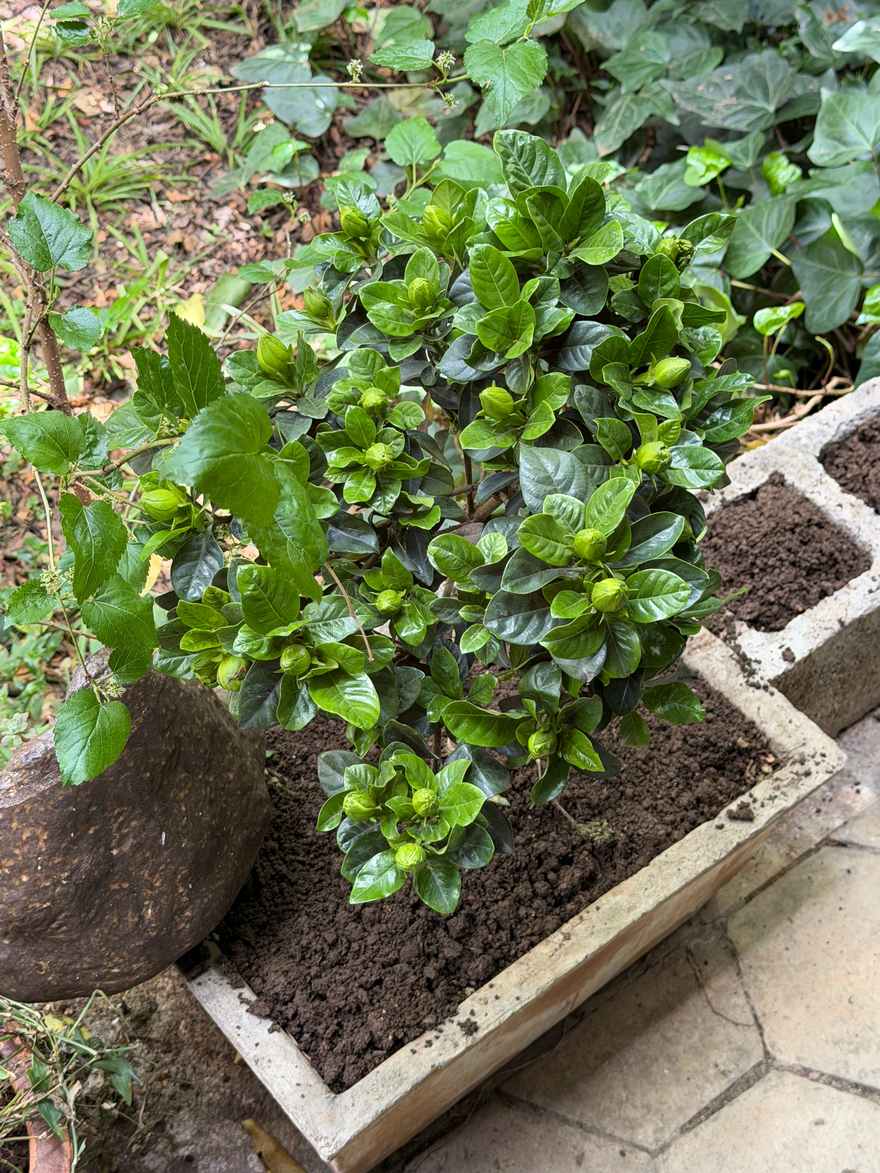 给丽江觉行小院新种了好多栀子花丽江·束河古镇