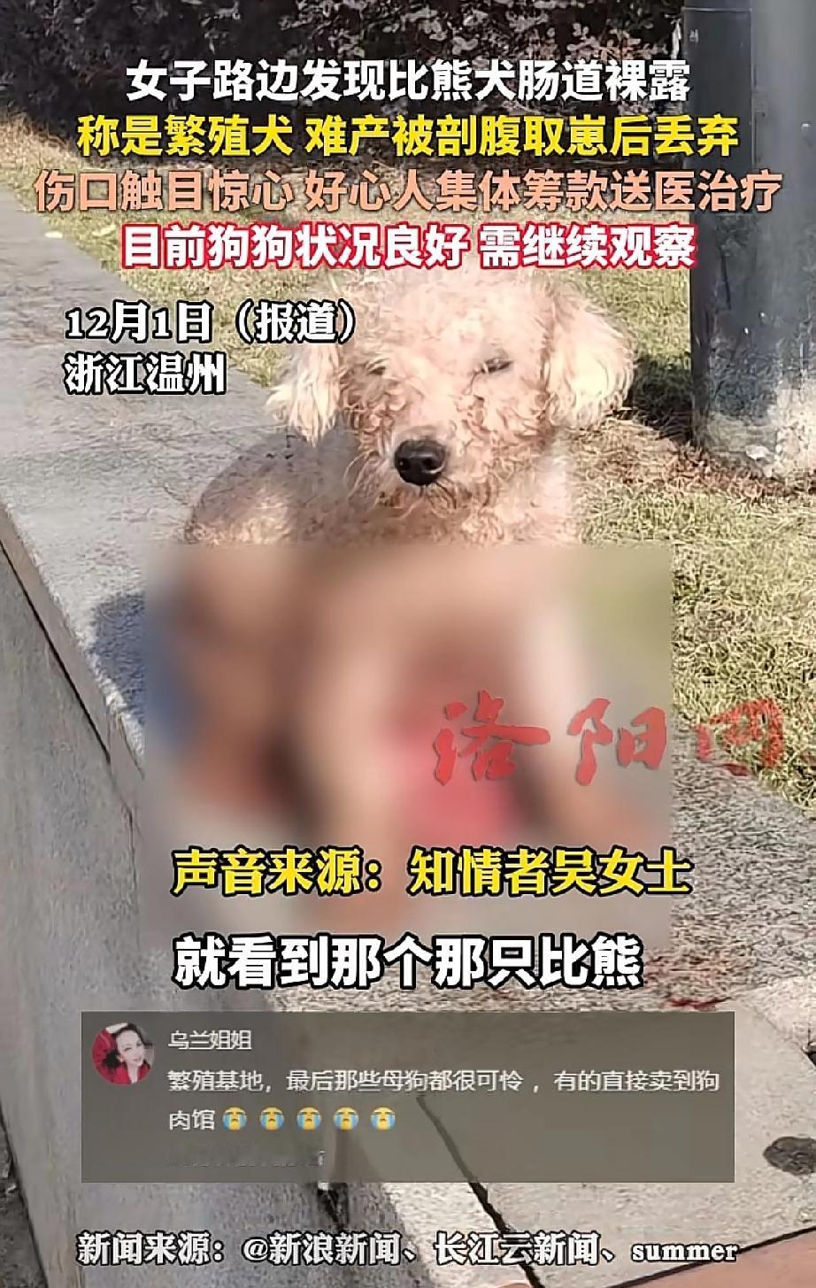 温州，一位大姐在江边遛狗时，发现一只浑身脏兮兮的比熊，蔫蔫地蹲在路边，腹部下血迹