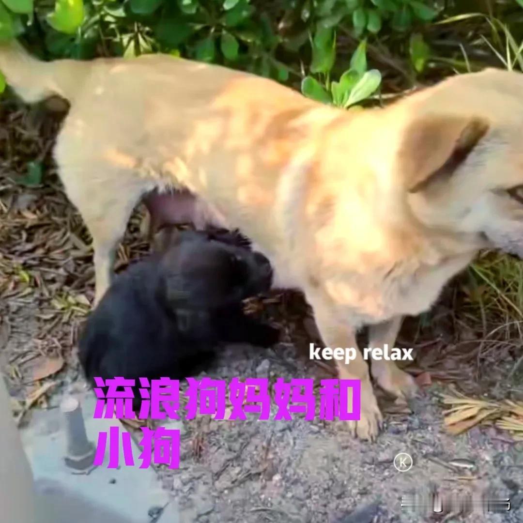 一位卡车司机在行驶过程中，发现路上有一只黑色的小狗。小狗正在颤颤巍巍地横穿马路，