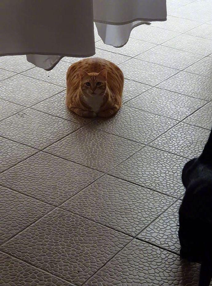 主人说自家大橘太肥了