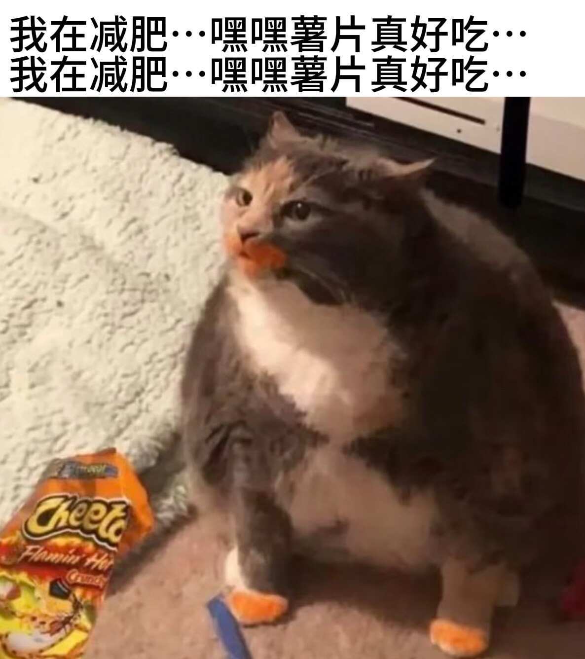 肖冒…是肖帽啊…新的一波猫meme来袭！