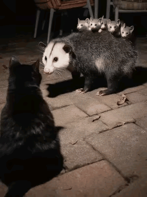 笑不活了！黑猫偶遇负鼠一家，双方静止成“动物界表情包”真得说，动物界的偶遇