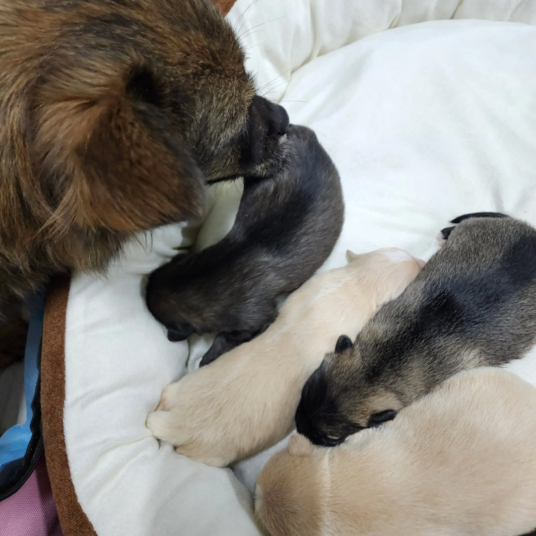 小黑黑和流浪狗妞妞的宝宝，都很可爱。