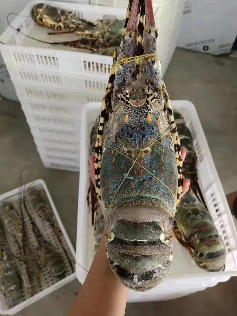 2.5吨大龙虾😯近日，广西北海海警局接到线索，某码头有人正在从事走私活动