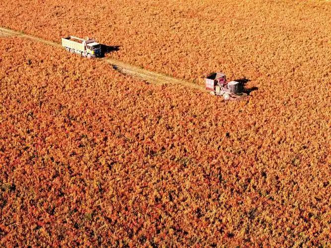 你大概想不到，如今一望无际、机械轰鸣的新疆棉田，在几十年前还是一片靠人拉犁耕的“