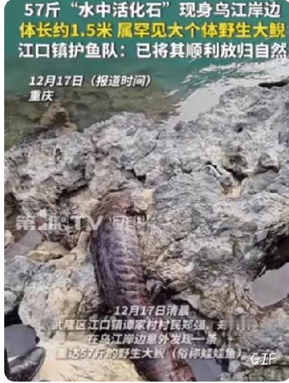 重庆村民遇57斤“牢底坐穿鱼”！1类水质养出1.5米活化石重庆村民干活时，