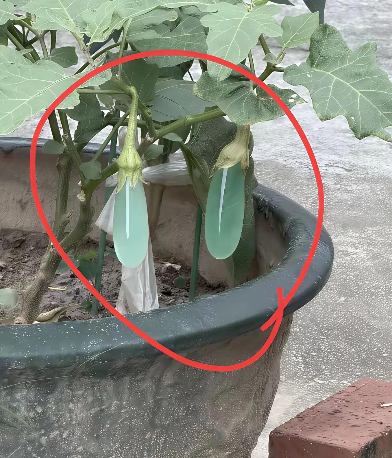 看看这是啥？朋友说是茄子，我真是惊讶了！这种茄子我还是第一次见，你觉得它长的像什