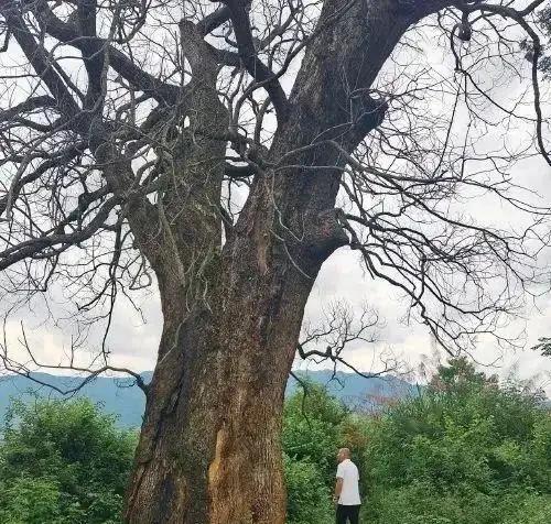 “纯属巧合？”江西一四百岁古樟树突然“暴毙”，同一时间，其他村庄的3棵古樟树以同