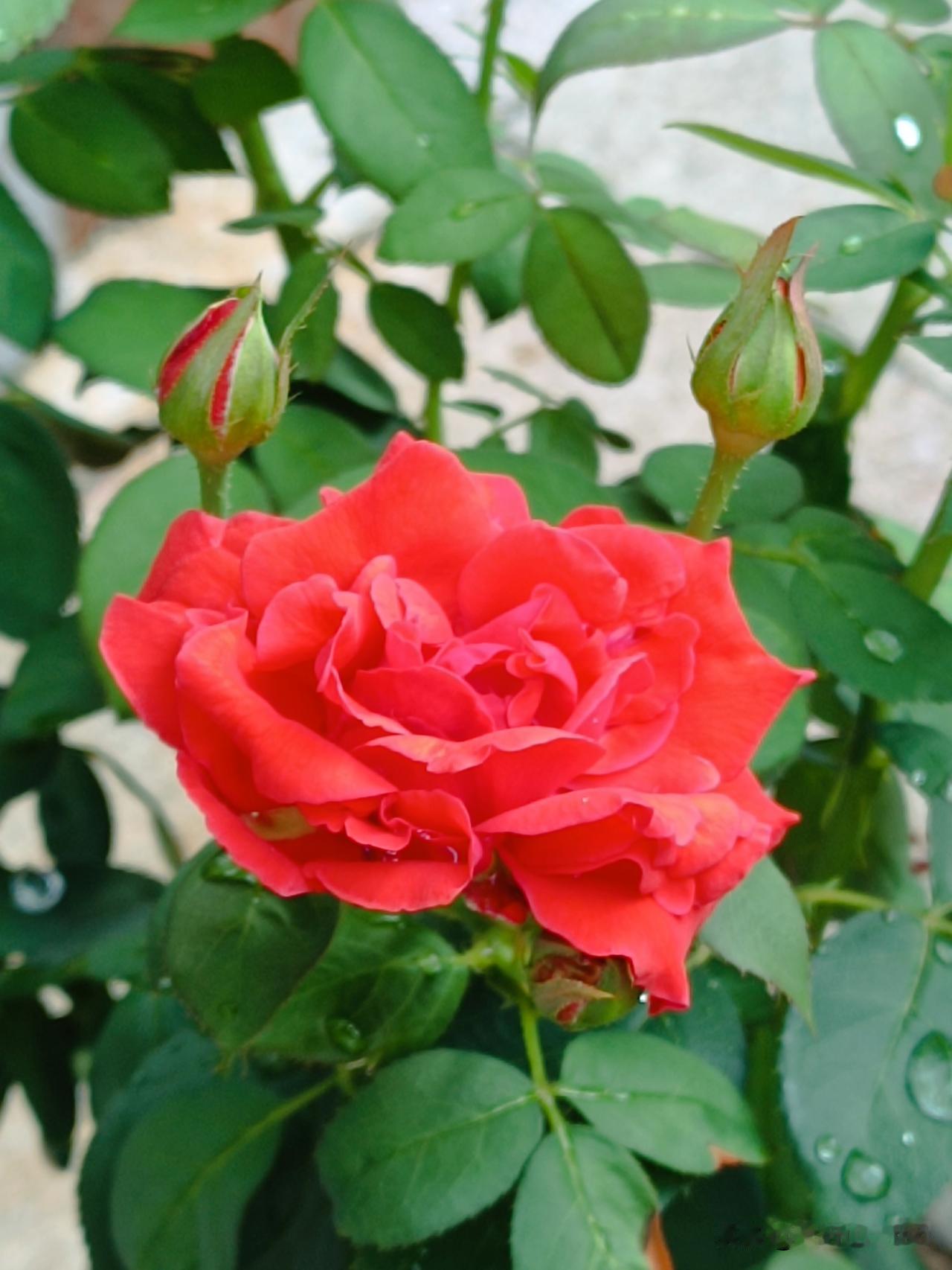 月季无需每年种植，花色丰富、品种繁多，花期漫长且易于管理，自然深受大家喜爱。（