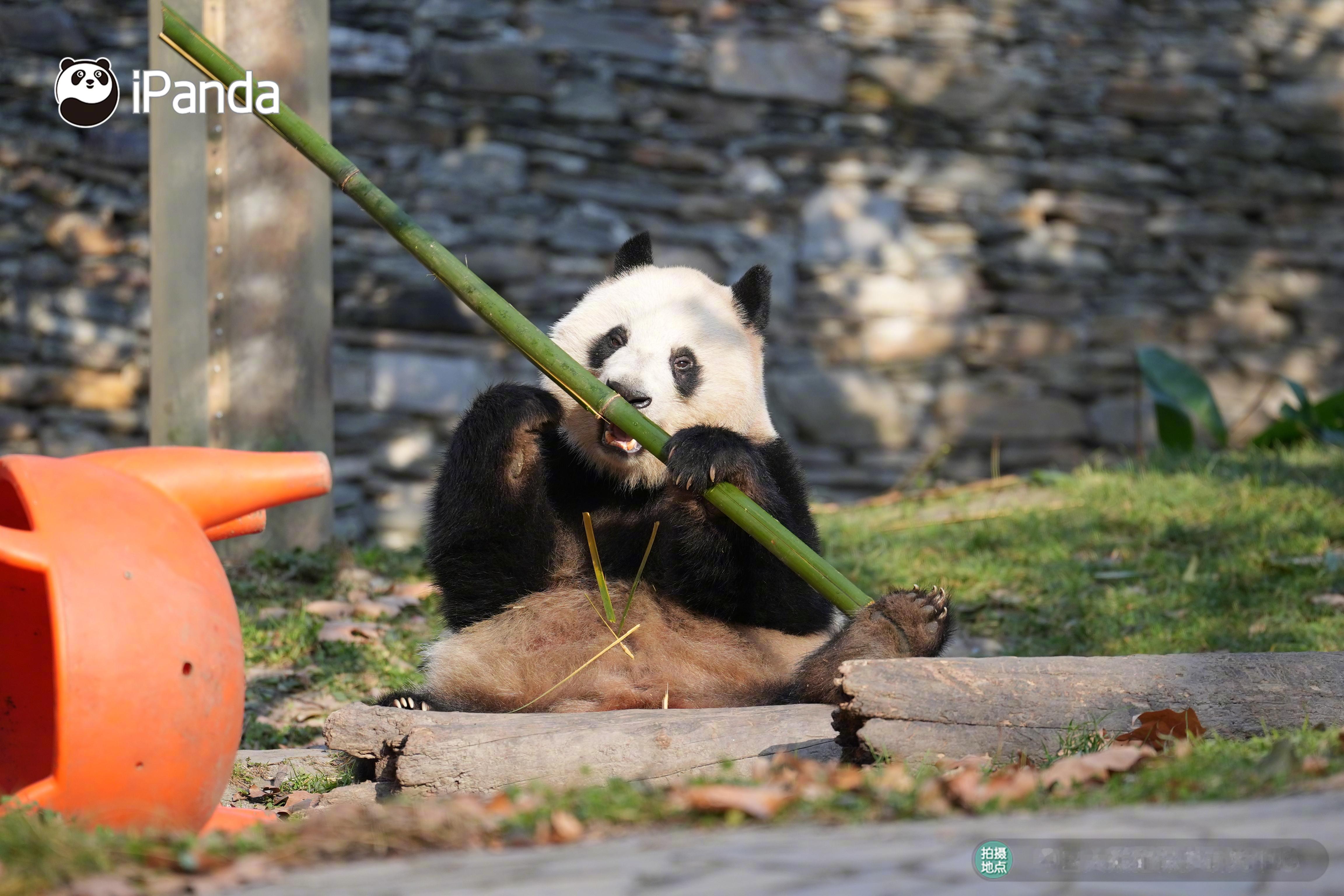 ⊂˶ᵔᵕᵔ˶⊃咔嚓📷手持竹子道具的大脸ber选手来啦～大熊猫盼青熊猫趣图