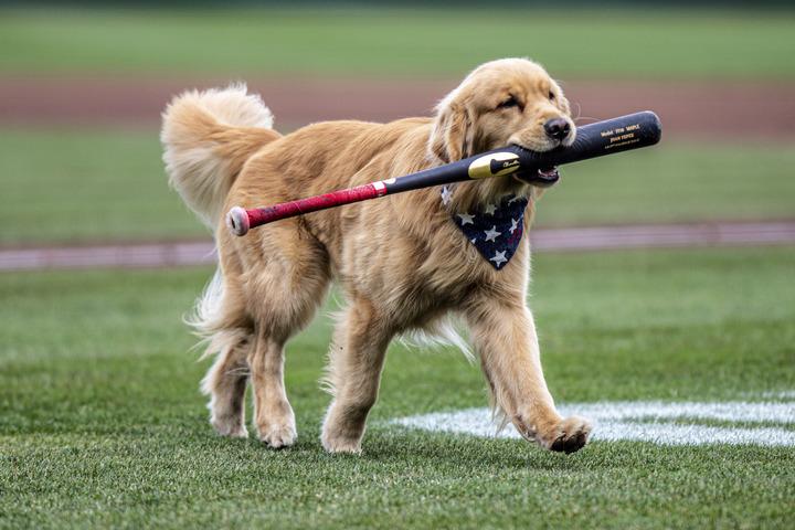 金毛性格竟是基因说了算！人类与狗共享情绪、智力基因剑桥大学新研究揭开金毛寻