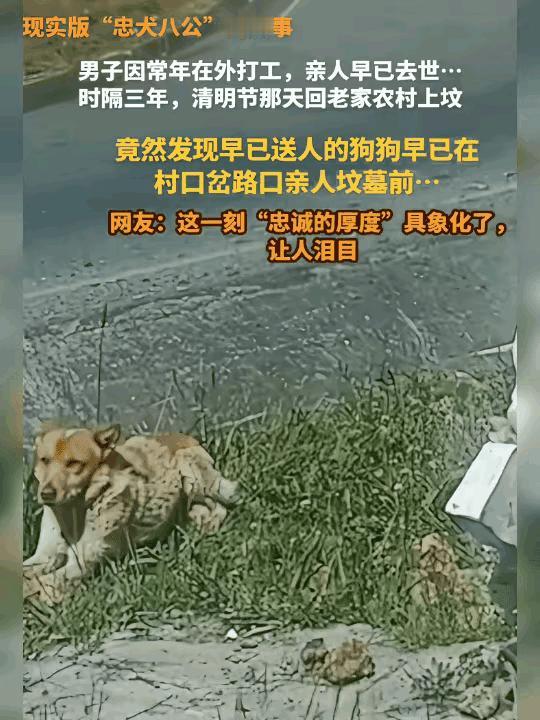 “泪目！”男子常年在外打工，家里亲人都去世了，老家也没有人住了，老家养的狗没人照